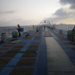 オリジナルメーカー海づり公園(市原市海づり施設) 釣果