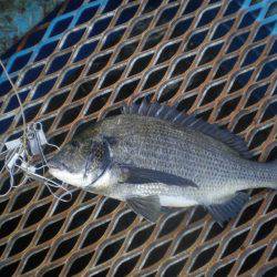 オリジナルメーカー海づり公園(市原市海づり施設) 釣果