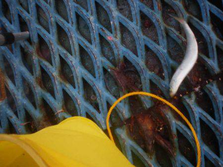 オリジナルメーカー海づり公園(市原市海づり施設) 釣果