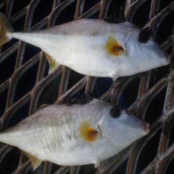 オリジナルメーカー海づり公園(市原市海づり施設) 釣果