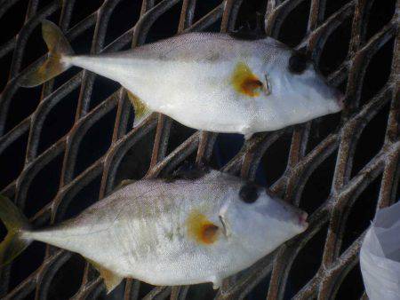 オリジナルメーカー海づり公園(市原市海づり施設) 釣果