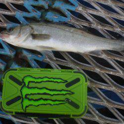 オリジナルメーカー海づり公園(市原市海づり施設) 釣果