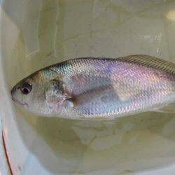 オリジナルメーカー海づり公園(市原市海づり施設) 釣果