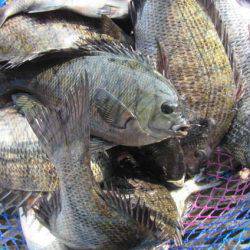 オリジナルメーカー海づり公園(市原市海づり施設) 釣果