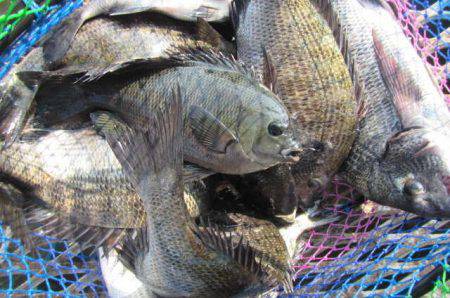 オリジナルメーカー海づり公園(市原市海づり施設) 釣果