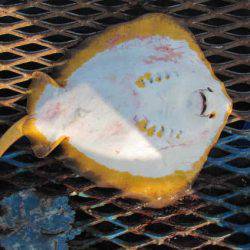 オリジナルメーカー海づり公園(市原市海づり施設) 釣果