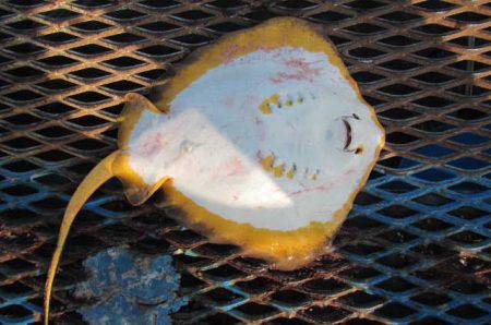 オリジナルメーカー海づり公園(市原市海づり施設) 釣果