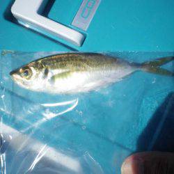 オリジナルメーカー海づり公園(市原市海づり施設) 釣果