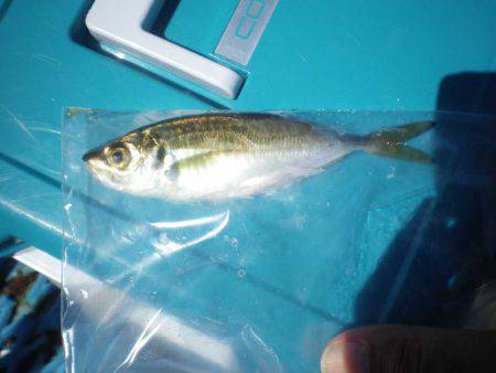 オリジナルメーカー海づり公園(市原市海づり施設) 釣果