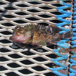 オリジナルメーカー海づり公園(市原市海づり施設) 釣果