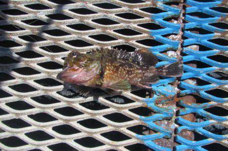 オリジナルメーカー海づり公園(市原市海づり施設) 釣果