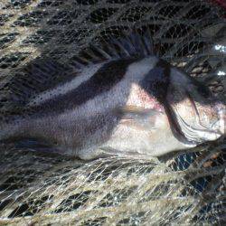 オリジナルメーカー海づり公園(市原市海づり施設) 釣果