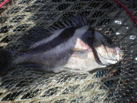 オリジナルメーカー海づり公園(市原市海づり施設) 釣果