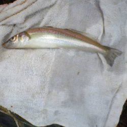 オリジナルメーカー海づり公園(市原市海づり施設) 釣果