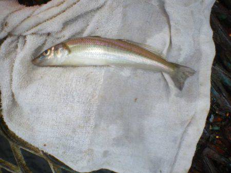 オリジナルメーカー海づり公園(市原市海づり施設) 釣果