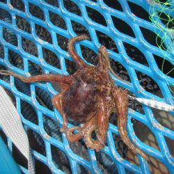 オリジナルメーカー海づり公園(市原市海づり施設) 釣果