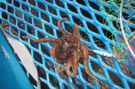 オリジナルメーカー海づり公園(市原市海づり施設) 釣果