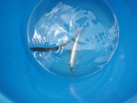 オリジナルメーカー海づり公園(市原市海づり施設) 釣果