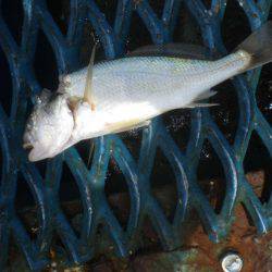 オリジナルメーカー海づり公園(市原市海づり施設) 釣果