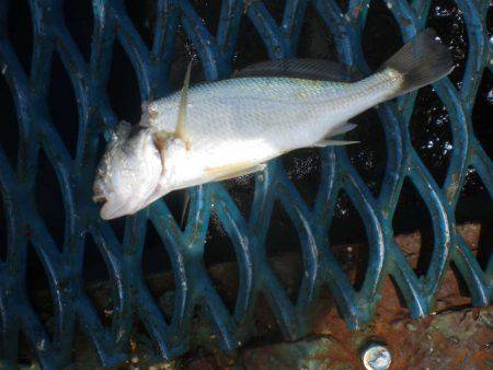 オリジナルメーカー海づり公園(市原市海づり施設) 釣果