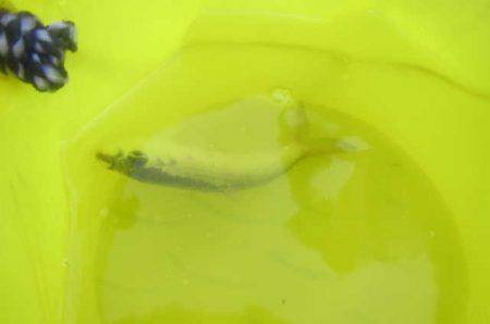 オリジナルメーカー海づり公園(市原市海づり施設) 釣果