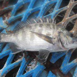 オリジナルメーカー海づり公園(市原市海づり施設) 釣果