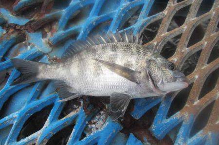 オリジナルメーカー海づり公園(市原市海づり施設) 釣果