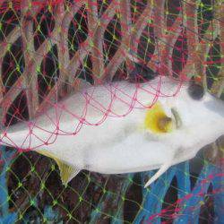 オリジナルメーカー海づり公園(市原市海づり施設) 釣果