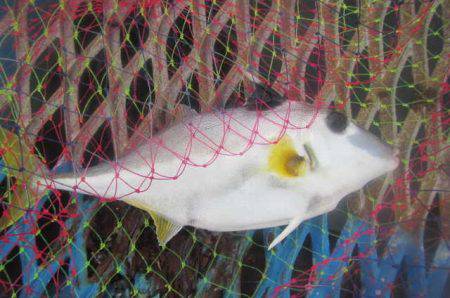 オリジナルメーカー海づり公園(市原市海づり施設) 釣果