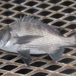 オリジナルメーカー海づり公園(市原市海づり施設) 釣果