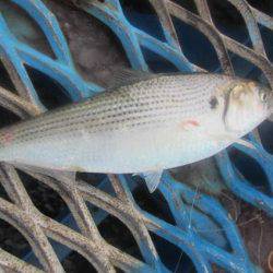 オリジナルメーカー海づり公園(市原市海づり施設) 釣果