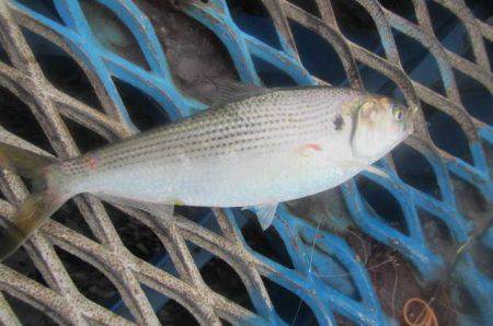 オリジナルメーカー海づり公園(市原市海づり施設) 釣果