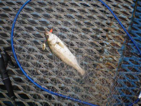 オリジナルメーカー海づり公園(市原市海づり施設) 釣果