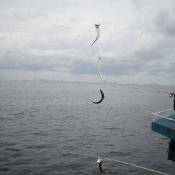 オリジナルメーカー海づり公園(市原市海づり施設) 釣果