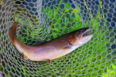 小菅トラウトガーデン 釣果