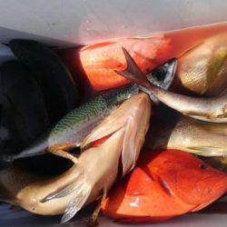 遊漁船 新鋭丸 釣果