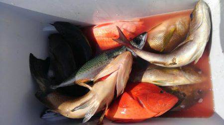 遊漁船 新鋭丸 釣果