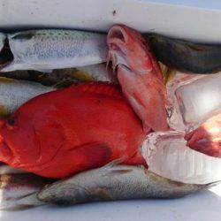 遊漁船 新鋭丸 釣果