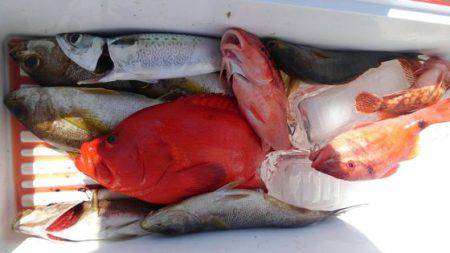 遊漁船 新鋭丸 釣果