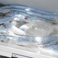 こうゆう丸 釣果