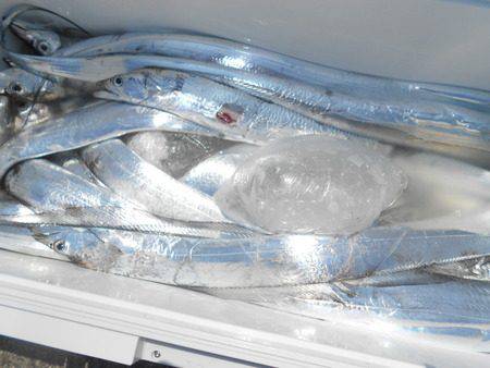 こうゆう丸 釣果