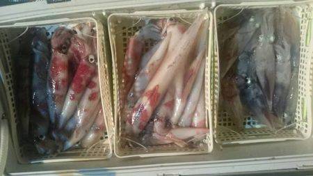 寿裕 （YOSHIHIRO） 釣果