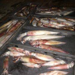 幸風（さちかぜ） 釣果