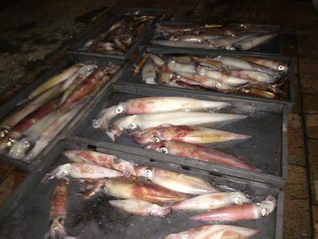 幸風（さちかぜ） 釣果