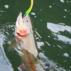 小菅トラウトガーデン 釣果