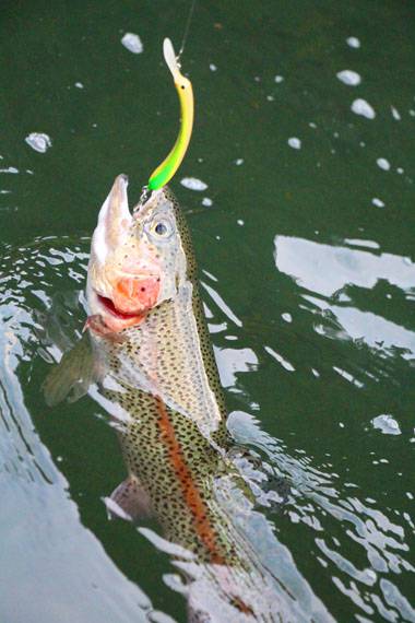 小菅トラウトガーデン 釣果