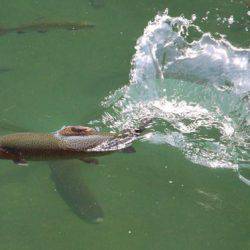 小菅トラウトガーデン 釣果