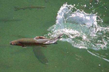 小菅トラウトガーデン 釣果