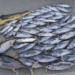 へいみつ丸 釣果