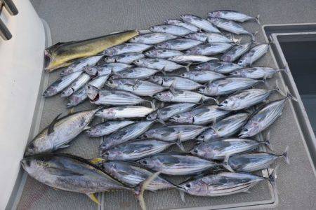 へいみつ丸 釣果